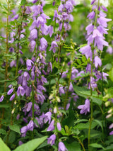 Schellenblume, Becherglocke, Adenophora confusa ‘Hemelstraling’ kaufen im Online-Shop der Bohlken Baumschulen