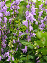 Schellenblume, Becherglocke, Adenophora confusa ‘Hemelstraling’ kaufen im Online-Shop der Bohlken Baumschulen