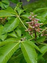 Zwerg-Kastanie, Aesculus pavia 'Koehnei' kaufen im Online-Shop der Bohlken Baumschulen