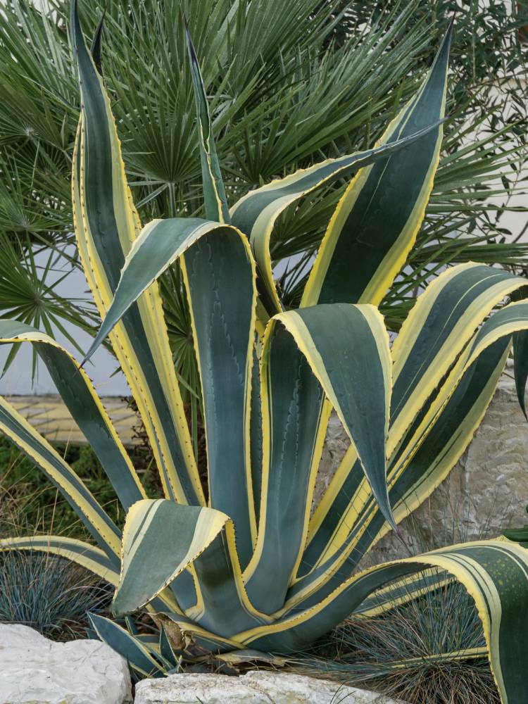 Jetzt Amerikanische Agave 'Variegata' online kaufen bei Bohlken  Pflanzenversand – Bohlken Pflanzenversand GbR