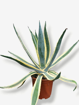 Artikelbild für Agave americana 'Variegata' im Online-Shop der Bohlken Baumschulen
