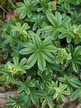 Alpen-Silbermantel, Berg-Frauenmantel, Alchemilla alpina kaufen im Online-Shop der Bohlken Baumschulen