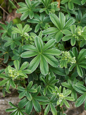 Alpen-Silbermantel, Berg-Frauenmantel, Alchemilla alpina kaufen im Online-Shop der Bohlken Baumschulen