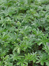 Alpen-Silbermantel, Berg-Frauenmantel, Alchemilla alpina kaufen im Online-Shop der Bohlken Baumschulen