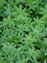 Alpen-Silbermantel, Berg-Frauenmantel, Alchemilla alpina kaufen im Online-Shop der Bohlken Baumschulen