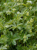 Alpen-Silbermantel, Berg-Frauenmantel, Alchemilla alpina kaufen im Online-Shop der Bohlken Baumschulen