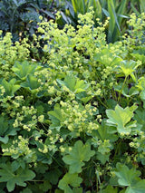 Kaukasischer Frauenmantel, Alchemilla caucasica kaufen im Online-Shop der Bohlken Baumschulen