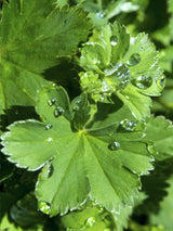Kaukasischer Frauenmantel, Alchemilla caucasica kaufen im Online-Shop der Bohlken Baumschulen