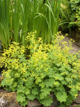 Kahler Frauenmantel, Alchemilla epipsila kaufen im Online-Shop der Bohlken Baumschulen