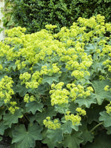 Weicher Frauenmantel, Großblättriger Frauenmantel, Alchemilla mollis kaufen im Online-Shop der Bohlken Baumschulen
