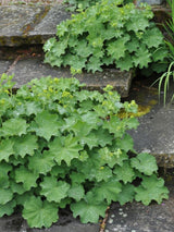 Weicher Frauenmantel, Großblättriger Frauenmantel, Alchemilla mollis kaufen im Online-Shop der Bohlken Baumschulen