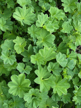 Weicher Frauenmantel, Großblättriger Frauenmantel, Alchemilla mollis kaufen im Online-Shop der Bohlken Baumschulen