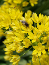 Gold-Lauch, Allium moly kaufen im Online-Shop der Bohlken Baumschulen