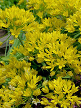 Gold-Lauch, Allium moly kaufen im Online-Shop der Bohlken Baumschulen