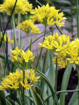 Gold-Lauch, Allium moly kaufen im Online-Shop der Bohlken Baumschulen
