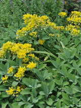 Gold-Lauch, Allium moly kaufen im Online-Shop der Bohlken Baumschulen