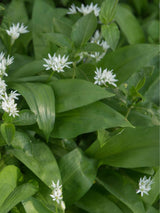 Bärlauch, Allium ursinum kaufen im Online-Shop der Bohlken Baumschulen