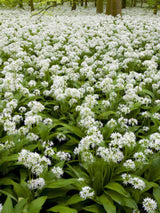 Bärlauch, Allium ursinum kaufen im Online-Shop der Bohlken Baumschulen