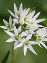 Bärlauch, Allium ursinum kaufen im Online-Shop der Bohlken Baumschulen