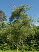 Kaisererle, Alnus glutinosa 'Imperialis' kaufen im Online-Shop der Bohlken Baumschulen