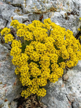 Berg-Steinkraut, Alyssum montanum 'Berggold' kaufen im Online-Shop der Bohlken Baumschulen