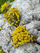 Berg-Steinkraut, Alyssum montanum 'Berggold' kaufen im Online-Shop der Bohlken Baumschulen