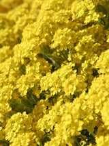 Berg-Steinkraut, Alyssum montanum 'Berggold' kaufen im Online-Shop der Bohlken Baumschulen
