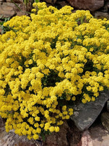 Felsen-Steinkraut, Steinkresse, Alyssum saxatile 'Compactum Goldkugel' kaufen im Online-Shop der Bohlken Baumschulen