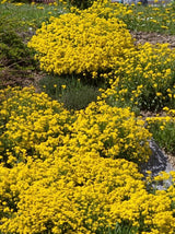 Felsen-Steinkraut, Steinkresse, Alyssum saxatile 'Compactum Goldkugel' kaufen im Online-Shop der Bohlken Baumschulen