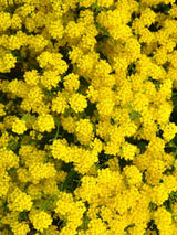 Felsen-Steinkraut, Steinkresse, Alyssum saxatile 'Compactum Goldkugel' kaufen im Online-Shop der Bohlken Baumschulen