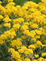 Felsen-Steinkraut, Steinkresse, Alyssum saxatile 'Compactum Goldkugel' kaufen im Online-Shop der Bohlken Baumschulen