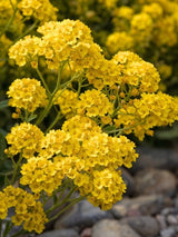 Felsen-Steinkraut, Steinkresse, Alyssum saxatile 'Compactum Goldkugel' kaufen im Online-Shop der Bohlken Baumschulen