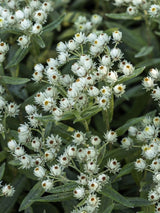 Perlkörbchen, Anaphalis triplinervis 'Sommerschnee' kaufen im Online-Shop der Bohlken-Baumschulen