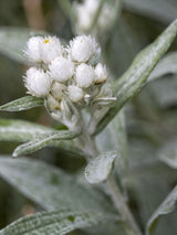 Perlkörbchen, Anaphalis triplinervis 'Sommerschnee' kaufen im Online-Shop der Bohlken-Baumschulen