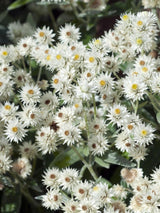 Perlkörbchen, Anaphalis triplinervis 'Sommerschnee' kaufen im Online-Shop der Bohlken-Baumschulen