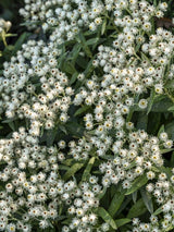 Perlkörbchen, Anaphalis triplinervis 'Sommerschnee' kaufen im Online-Shop der Bohlken-Baumschulen