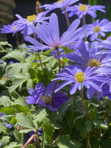 Strahlen-Windröschen, Balkan-Windröschen, Anemone blanda 'Blue Shades' kaufen im Online-Shop der Bohlken Baumschulen