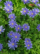 Strahlen-Windröschen, Balkan-Windröschen, Anemone blanda 'Blue Shades' kaufen im Online-Shop der Bohlken Baumschulen