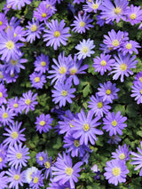 Strahlen-Windröschen, Balkan-Windröschen, Anemone blanda 'Blue Shades' kaufen im Online-Shop der Bohlken Baumschulen