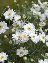 Japan-Herbst-Anemone, Anemone japonica 'Whirlwind' kaufen im Online-Shop der Bohlken Baumschulen