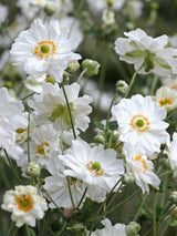 Japan-Herbst-Anemone, Anemone japonica 'Whirlwind' kaufen im Online-Shop der Bohlken Baumschulen