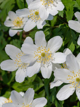 Busch-Windröschen, Anemone nemorosa kaufen bei den Bohlken Baumschulen