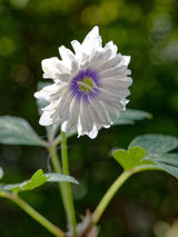 Busch-Windröschen, Anemone nemorosa 'Blue Eye' kaufen im Online-Shop der Bohlken Baumschulen