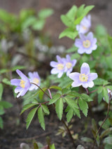Busch-Windröschen, Anemone nemorosa 'Robinsoniana' kaufen im Online-Shop der Bohlken Baumschulen