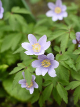 Busch-Windröschen, Anemone nemorosa 'Robinsoniana' kaufen im Online-Shop der Bohlken Baumschulen