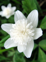Gefülltes Busch-Windröschen, Anemone nemorosa 'Vestal' kaufen im Online-Shop der Bohlken Baumschulen