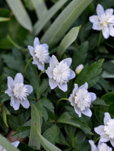 Gefülltes Busch-Windröschen, Anemone nemorosa 'Vestal' kaufen im Online-Shop der Bohlken Baumschulen