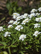 Gefülltes Busch-Windröschen, Anemone nemorosa 'Vestal' kaufen im Online-Shop der Bohlken Baumschulen