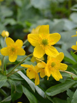 Gelbes Windröschen, Anemone ranunculoides kaufen im Online-Shop der Bohlken Baumschulen