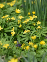 Gelbes Windröschen, Anemone ranunculoides kaufen im Online-Shop der Bohlken Baumschulen